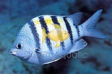 High-Octane reccomend Three striped damsel fish shape