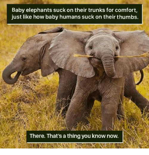 best of Dick my trunk Elephant sucking