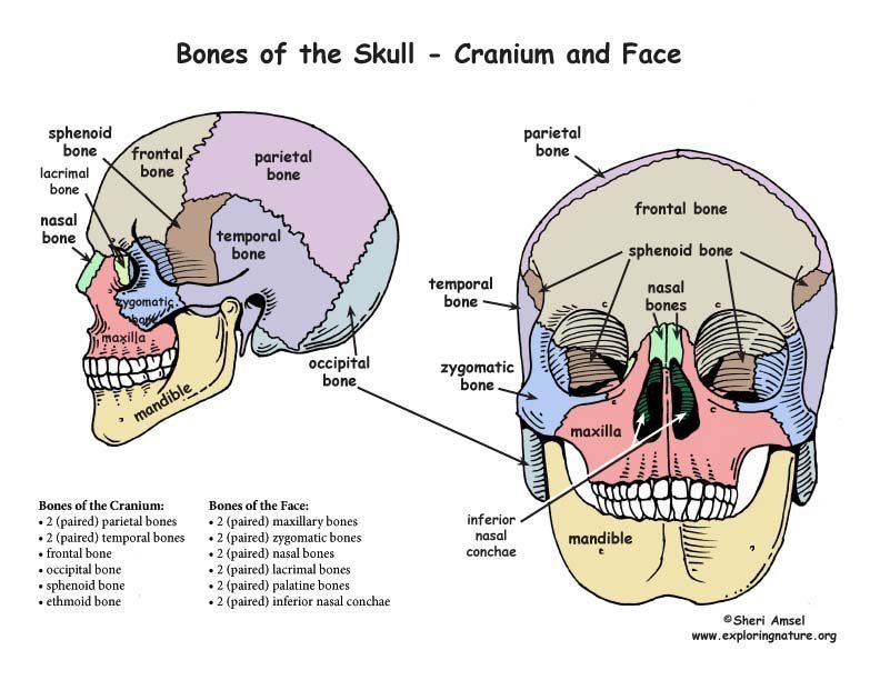 Facial features labeled