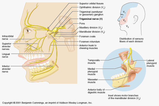 Facial nerve trigeminal