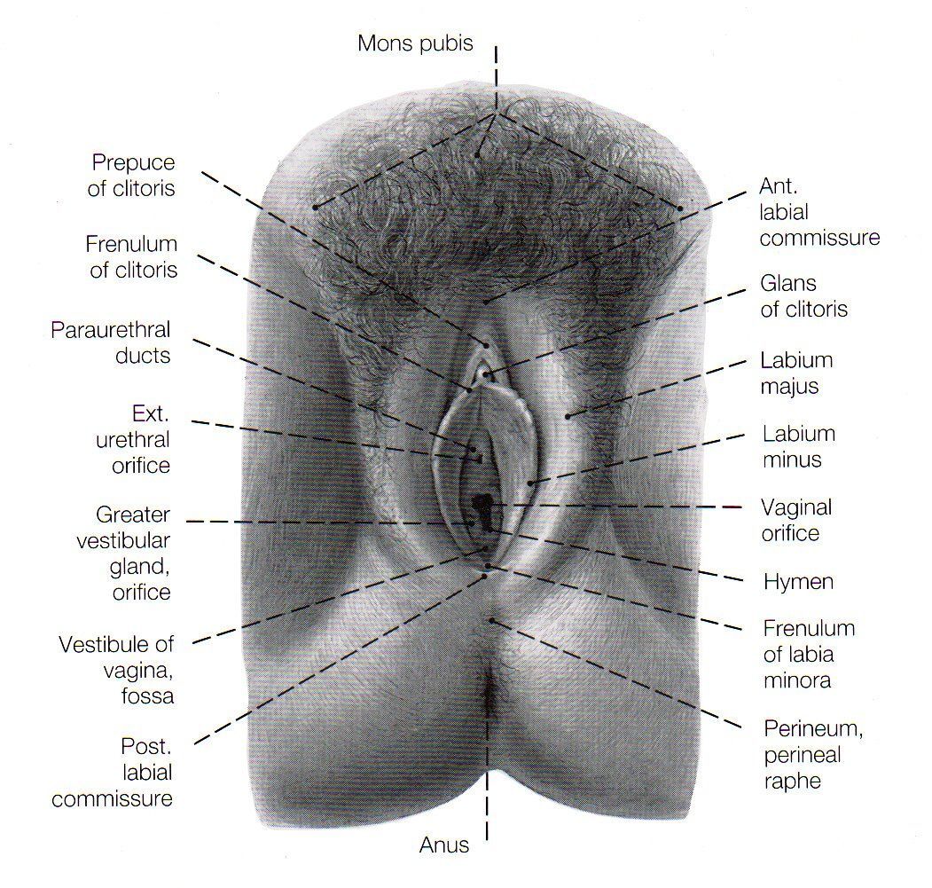best of Clitoris Female genital