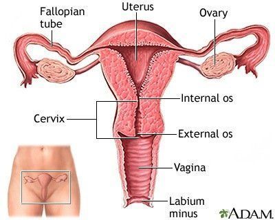 Captian R. reccomend How deep can the vagina get