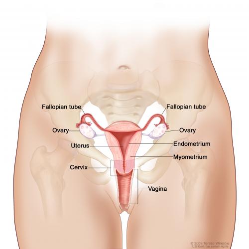 Female dry hump masturbation tube