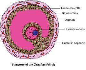 Snicker reccomend In the mature or graafian follicle of the ovary