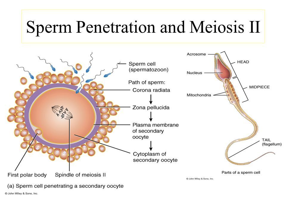 Increase sperm penetration