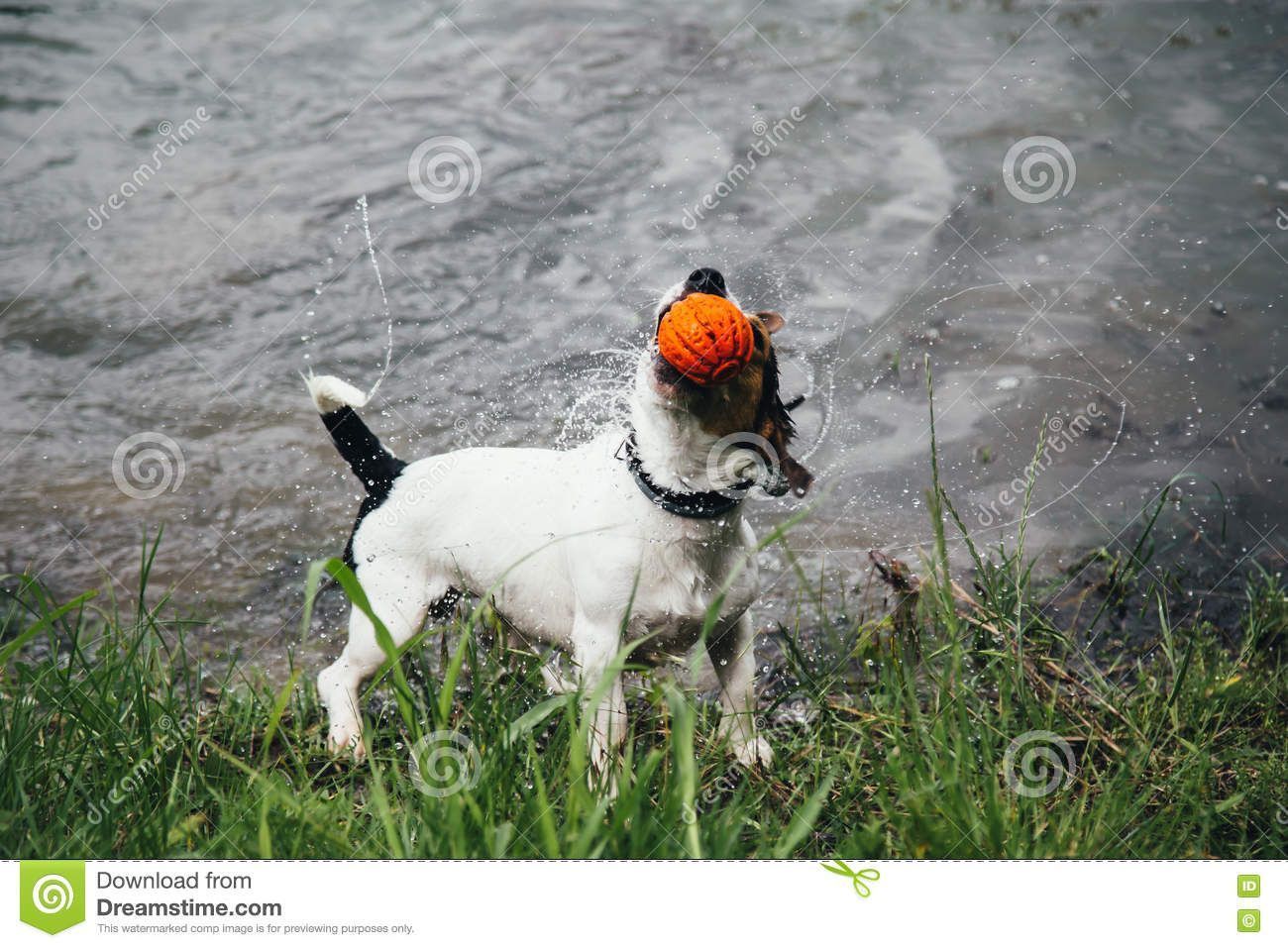 Jack russell off breeds