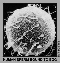Iris reccomend Micrographs of sperm