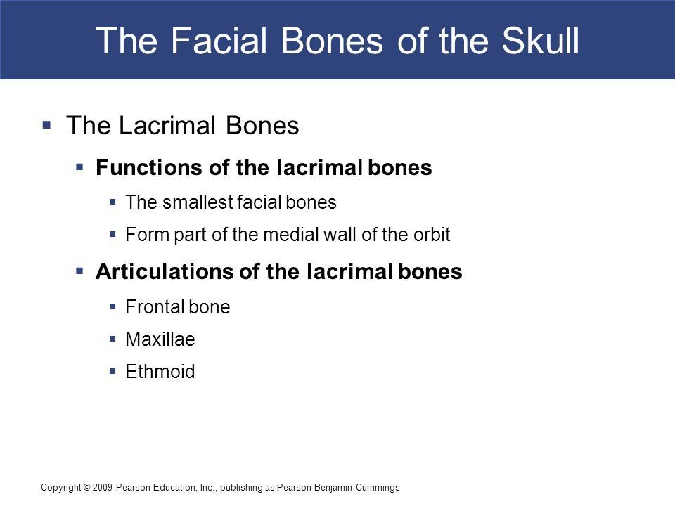 JK reccomend Smallest facial bone