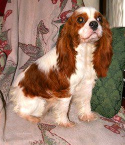 best of For sale adult Spaniel