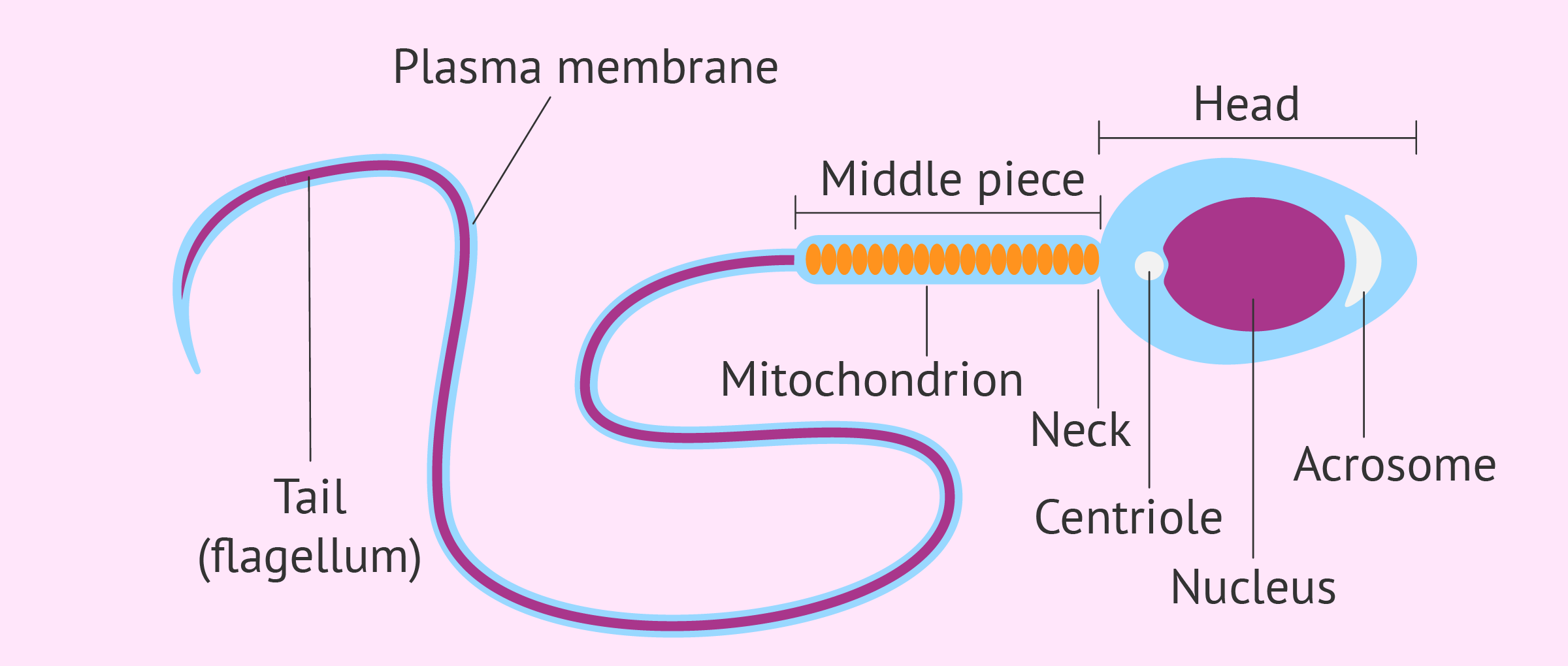 Sperm cell body