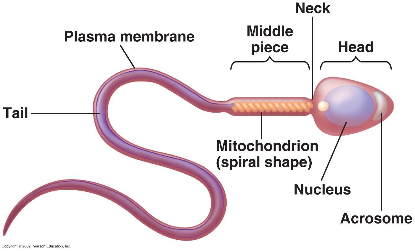 best of Body Sperm cell