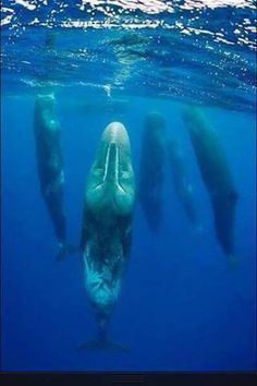 Sperm whale rescue september 18 2004 cb