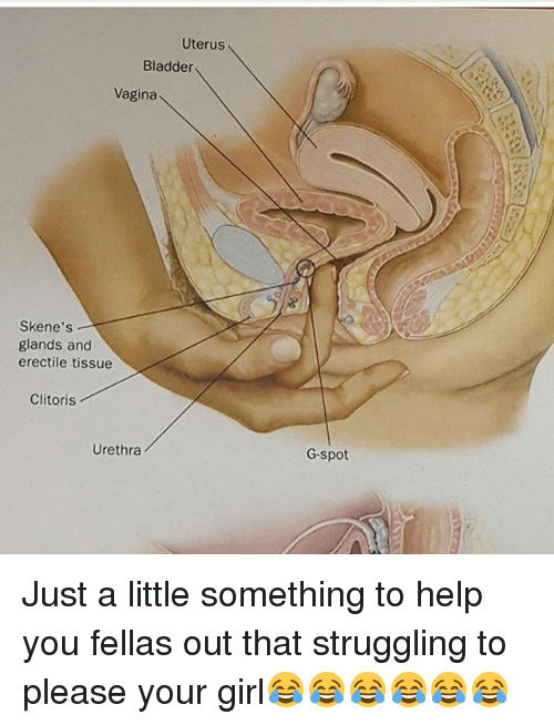 Where a girls clitoris