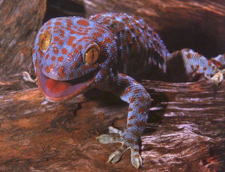 best of Geckos lick their Why eyeballs do