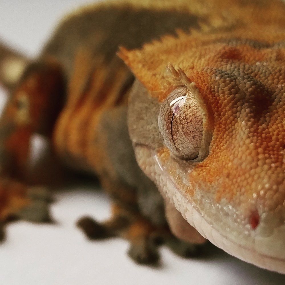 Why do geckos lick their eyeballs