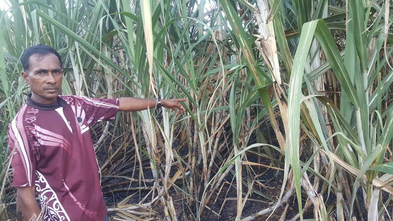 Jet S. recommendet labasa sugarcane farm
